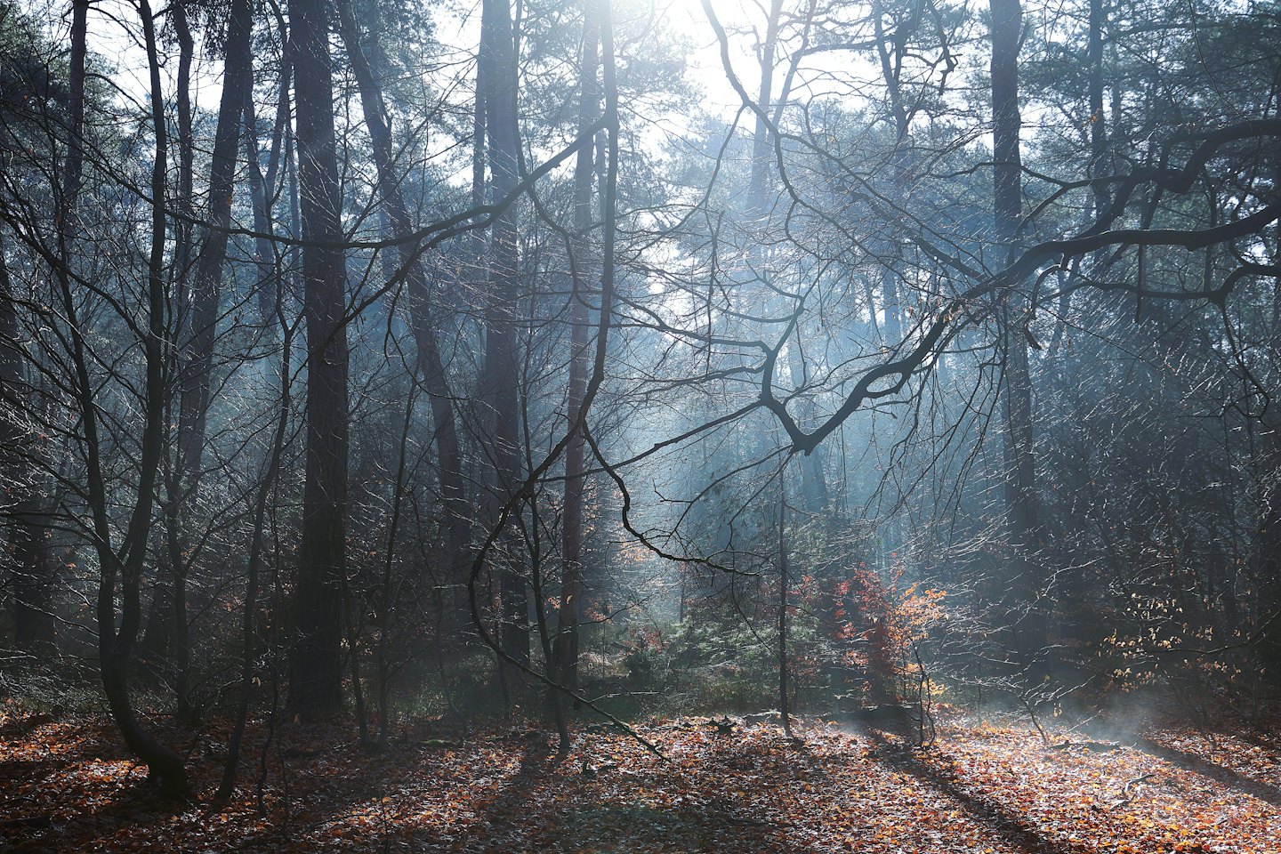 Sonnenlicht fällt durch Bäume auf einen Teppich aus Herbstlaub.